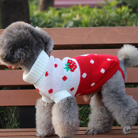 Pet Clothes Dog Sweater Autumn and Winter New Two-Legged Pet Clothes Warm Small Sweater Cat Dog Clothes