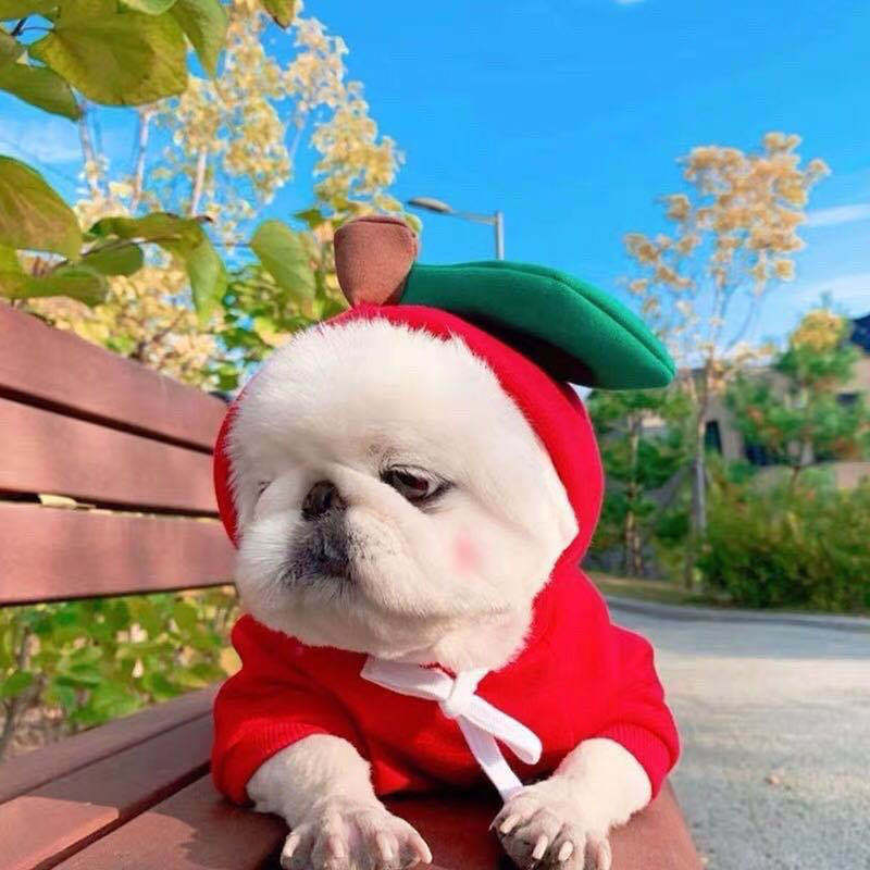 Fruit Transformation Dog Cat Small Medium Large Dog Autumn Winter Sweater Fleece Clothing Supplies Pet Teddy Jarre Aero Bull Fruit Transformation Dog Cat Small Medium Large Dog Autumn Winter Sweater Fleece Clothing Supplies Pet Teddy Jarre Aero Bull