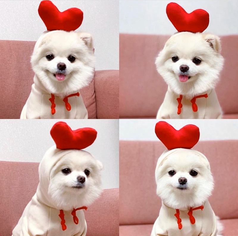 Fruit Transformation Dog Cat Small Medium Large Dog Autumn Winter Sweater Fleece Clothing Supplies Pet Teddy Jarre Aero Bull Fruit Transformation Dog Cat Small Medium Large Dog Autumn Winter Sweater Fleece Clothing Supplies Pet Teddy Jarre Aero Bull