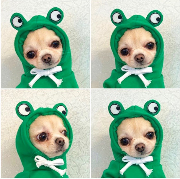 Fruit Transformation Dog Cat Small Medium Large Dog Autumn Winter Sweater Fleece Clothing Supplies Pet Teddy Jarre Aero Bull