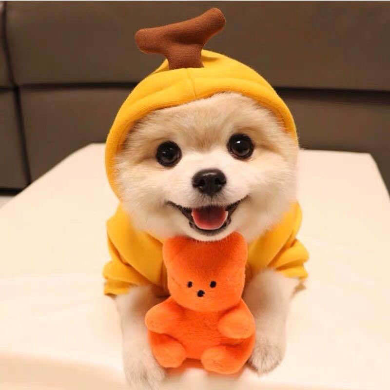 Fruit Transformation Dog Cat Small Medium Large Dog Autumn Winter Sweater Fleece Clothing Supplies Pet Teddy Jarre Aero Bull Fruit Transformation Dog Cat Small Medium Large Dog Autumn Winter Sweater Fleece Clothing Supplies Pet Teddy Jarre Aero Bull