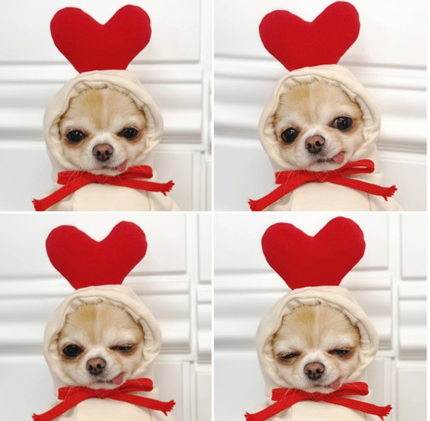 Fruit Transformation Dog Cat Small Medium Large Dog Autumn Winter Sweater Fleece Clothing Supplies Pet Teddy Jarre Aero Bull