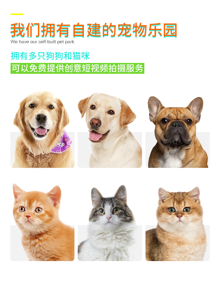 Pet Supplies Factory Wholesale Company New Popular Amazon Molar Long Throws Ring Dog Toy Toothbrush