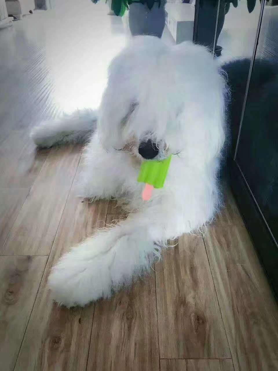Manufacturer sells pet supplies pet toys dog dogs chew on frozen toys ice cream pet toys