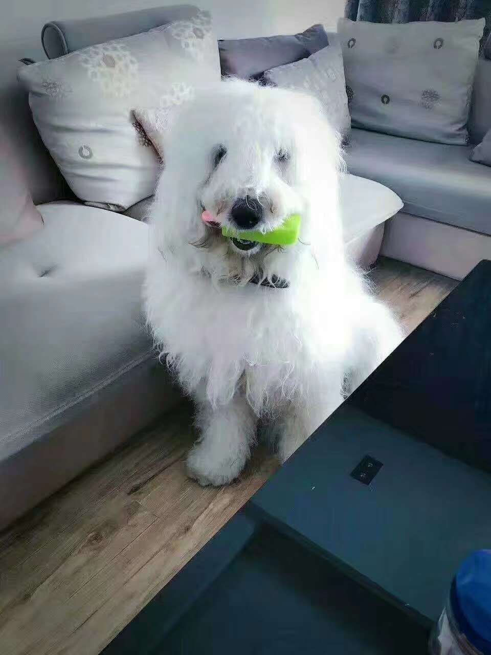 Manufacturer sells pet supplies pet toys dog dogs chew on frozen toys ice cream pet toys