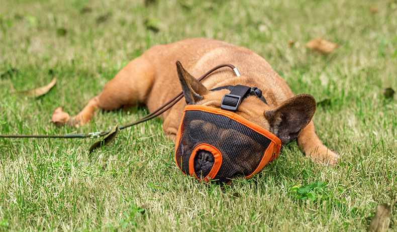 Manufacturer direct sale high quality bulldog eye mask short nasal cavity dog mask dog anti - bite anti - barking muzzle Manufacturer direct sale high quality bulldog eye mask short nasal cavity dog mask dog anti - bite anti - barking muzzle