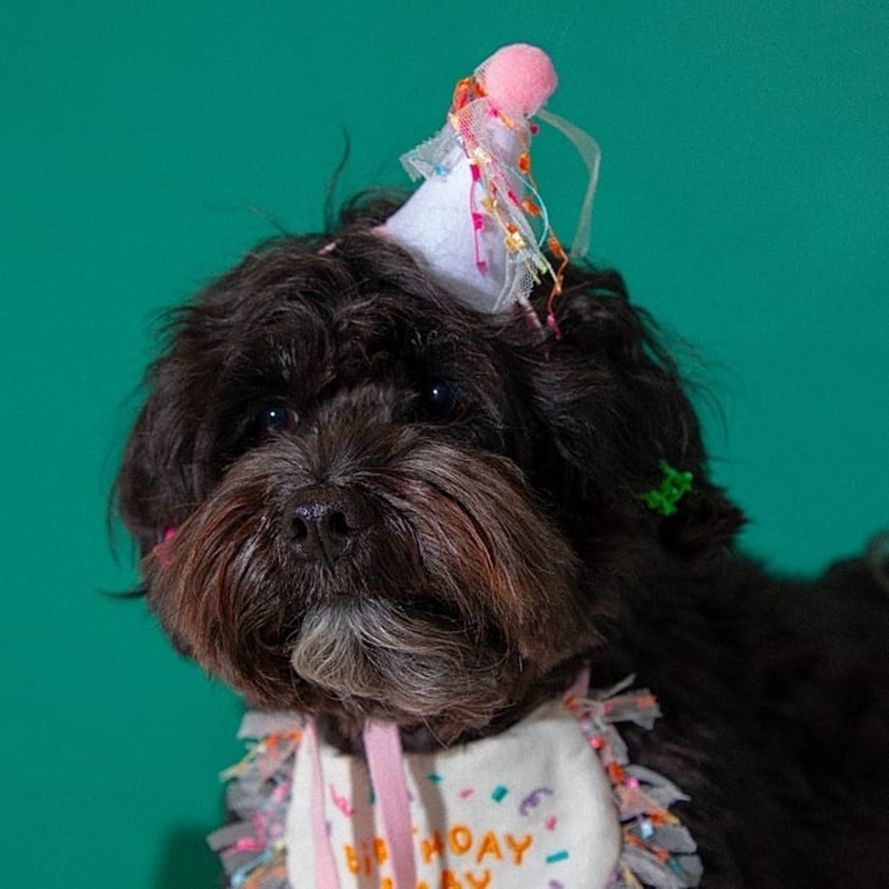 Korean Dog Dog Party Bib Pet Birthday Saliva Towel Bichon Triangular Binder Scarf Cat Pets Korean Dog Dog Party Bib Pet Birthday Saliva Towel Bichon Triangular Binder Scarf Cat Pets