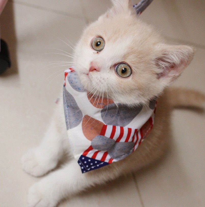 Cartoon Pet&#039;s Saliva Towel High Quality Cat Saliva Towel Dog Scarf Scarf