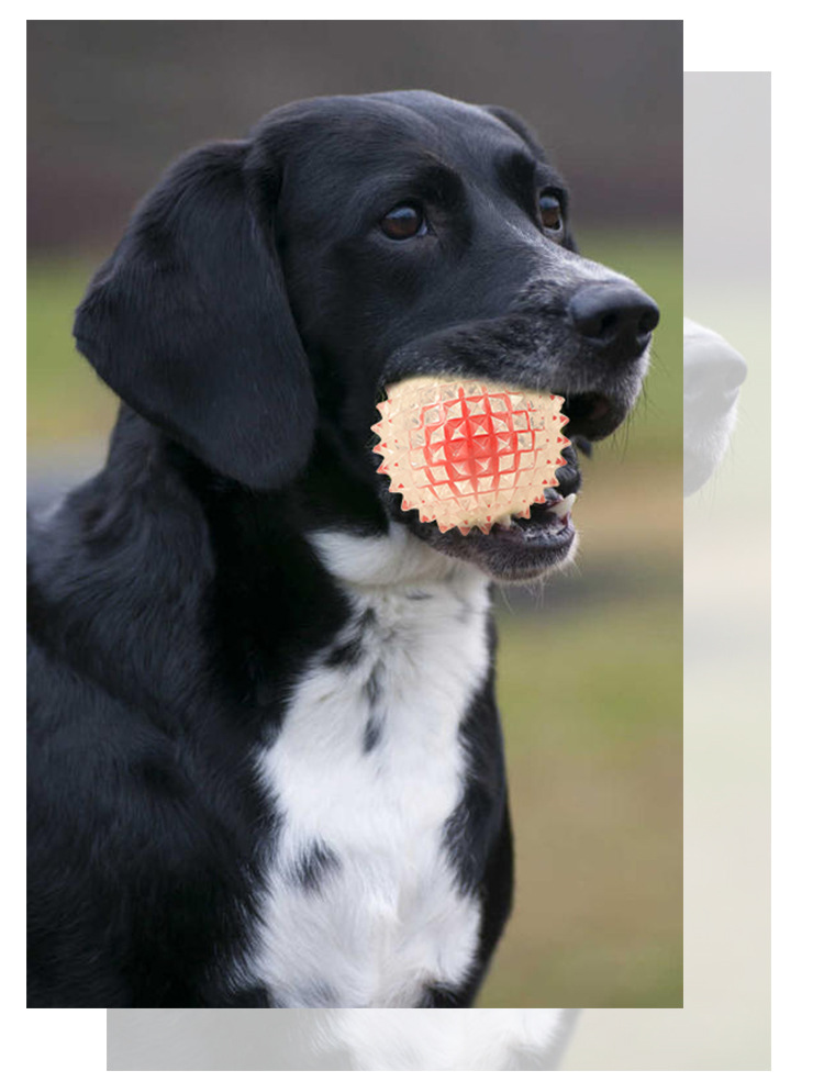 Factory Direct Sales Pet Toy Light-Emitting Barbed TPR Molar Interaction Toy Ball Dog Tooth Cleaning Ball in Stock Wholesale Factory Direct Sales Pet Toy Light-Emitting Barbed TPR Molar Interaction Toy Ball Dog Tooth Cleaning Ball in Stock Wholesale