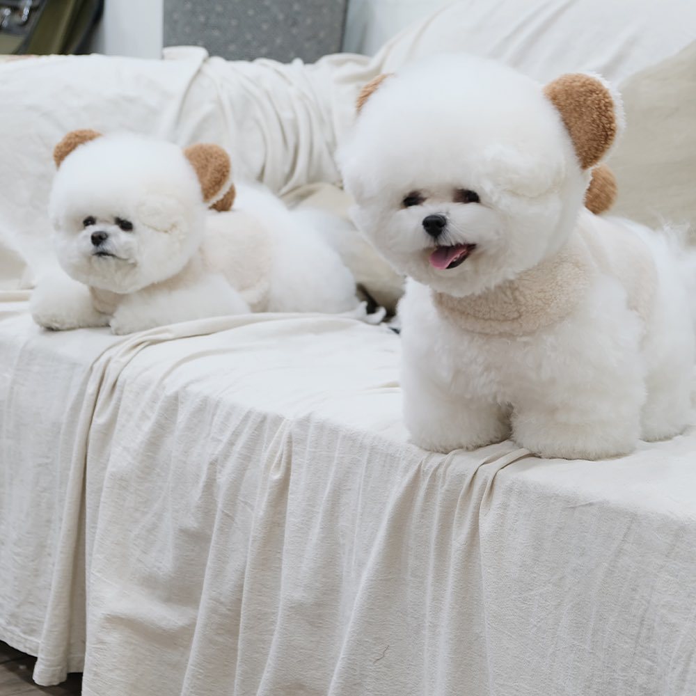 Spot Ins Korean Bear Stand Ear Cap Chest Back Pet Dog Bichon Maltese Small Dog Hand Holding Rope