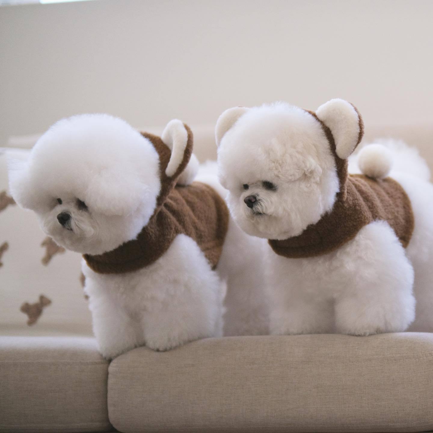 Spot Ins Korean Bear Stand Ear Cap Chest Back Pet Dog Bichon Maltese Small Dog Hand Holding Rope