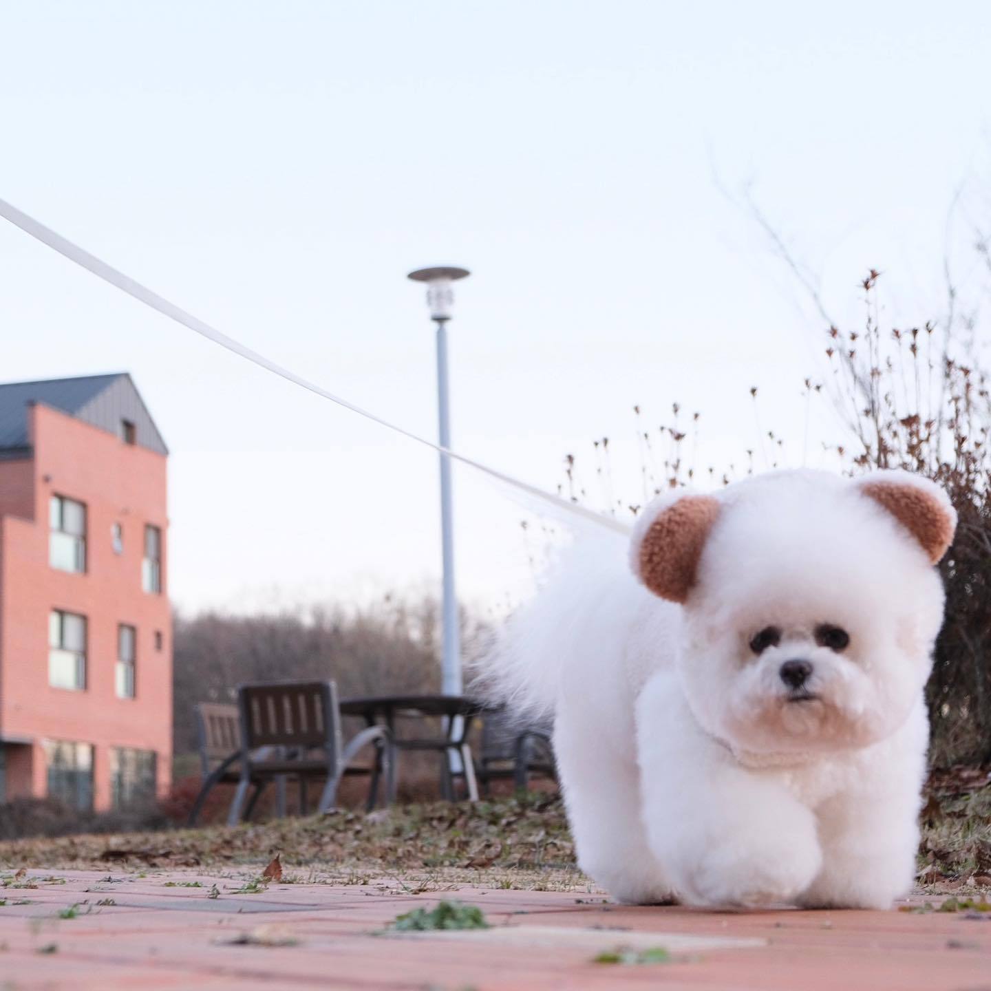 Spot Ins Korean Bear Stand Ear Cap Chest Back Pet Dog Bichon Maltese Small Dog Hand Holding Rope Spot Ins Korean Bear Stand Ear Cap Chest Back Pet Dog Bichon Maltese Small Dog Hand Holding Rope