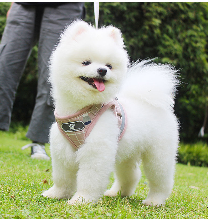 Pet Leash Vest-Style Dog Breast Strap Small and Medium-Sized Dogs Leash Cat Chest Back Currently Available Wholesale Pet Leash Vest-Style Dog Breast Strap Small and Medium-Sized Dogs Leash Cat Chest Back Currently Available Wholesale