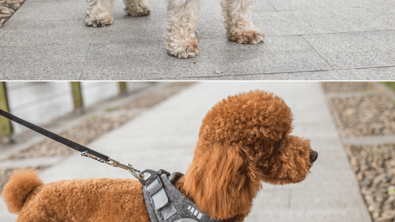 Amazon pet dog leash vest type dog leash dog chest back leash clothing Amazon pet dog leash vest type dog leash dog chest back leash clothing
