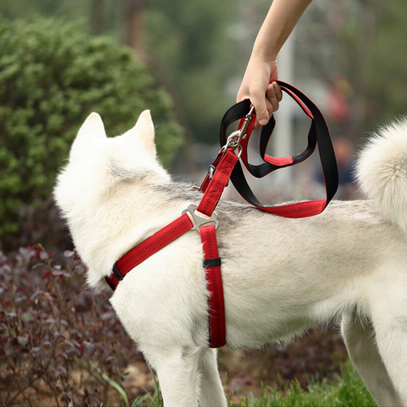 1688 Good Goods Recommended Guangdong Youlaishi Golden Panda Foam Pet Traction Belt H Type Pet's Chest-Back Type Hand Holding Rope 1688 Good Goods Recommended Guangdong Youlaishi Golden Panda Foam Pet Traction Belt H Type Pet's Chest-Back Type Hand Holding Rope