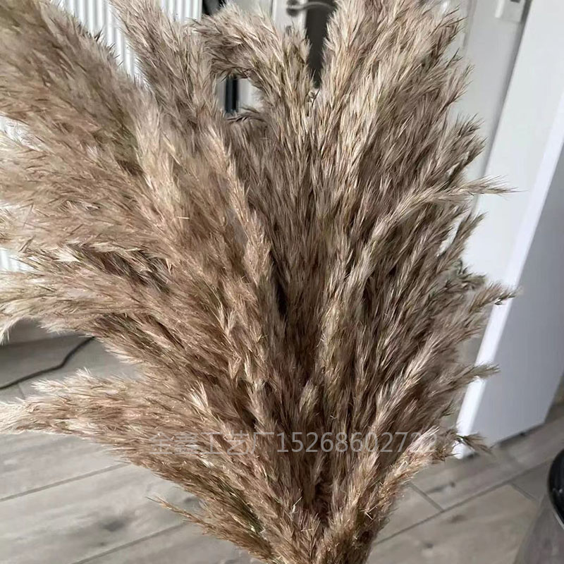  Free Shipping Dried Pampas Grass Decor Wedding Flower Bunch Natural Plants for Home Christmas Decorations 2021