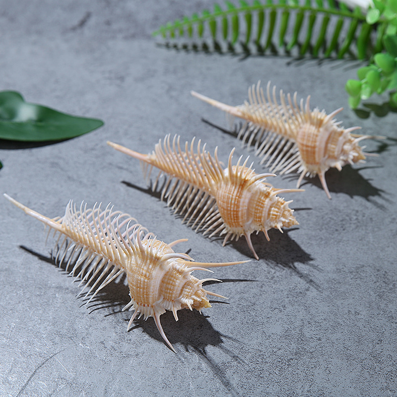 Natural Shell Conch Fish Tank Landscape Wedding Home Furnishing Crafts Accessories Conch Witch Conch Venus Rock Shell
