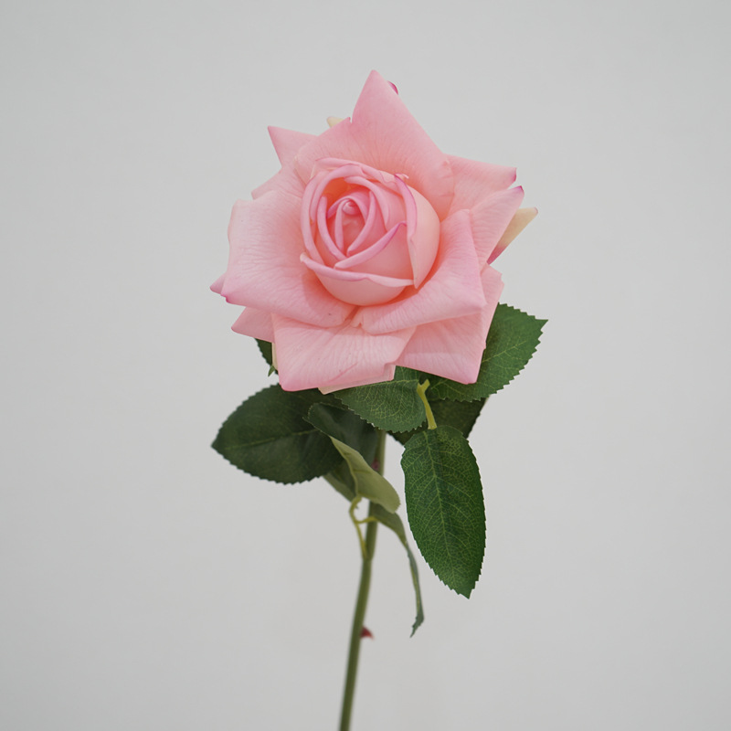 Moist Feeling Artificial Flower Single Stem Austin Rose Indoor Table Decorative Ornaments Fake Flower for Wedding
