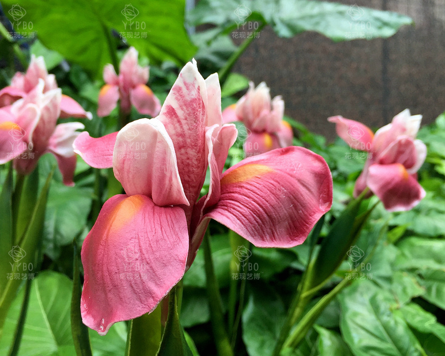 Foreign Trade Export Emulational Flower Decoration Pu Simulation Hand Feeling Irish Iris Tectorum Wedding ornaments