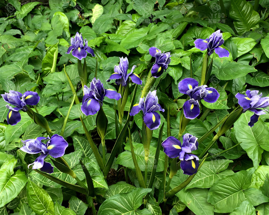 Foreign Trade Export Emulational Flower Decoration Pu Simulation Hand Feeling Irish Iris Tectorum Wedding ornaments