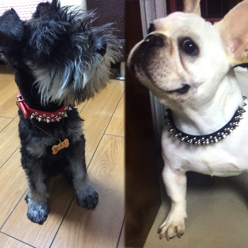 Amazon Hot Rivet Collar Anti-Bite Rivet Pet Collar Small and Medium Size Dog Leash Pull Constantly Pu Dog Collar