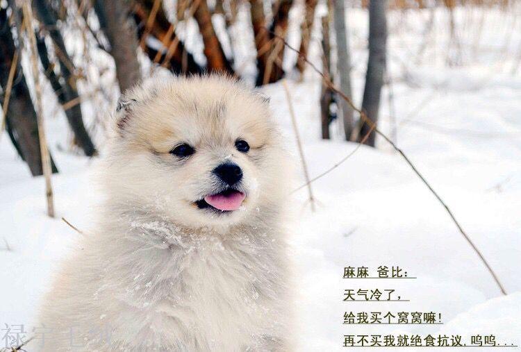 Pet nest cat dog kennel kennel dog small medium sized Tactic Pomeranian dog bed pet kennel