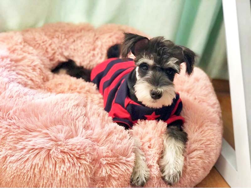 Autumn and Winter Thick Long Velvet round Pet Cushion Mat Deep Sleep Cat Kennel Small and Medium-sized Dogs Autumn and Winter Thick Long Velvet round Pet Cushion Mat Deep Sleep Cat Kennel Small and Medium-sized Dogs