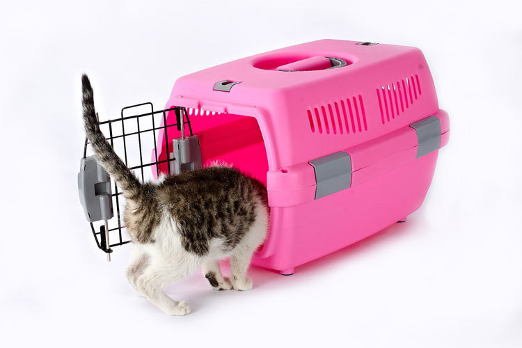 Pet Pet Pet Pet Pet Pet carrier large cat cage portable out of the dog large and small dog air consignment box