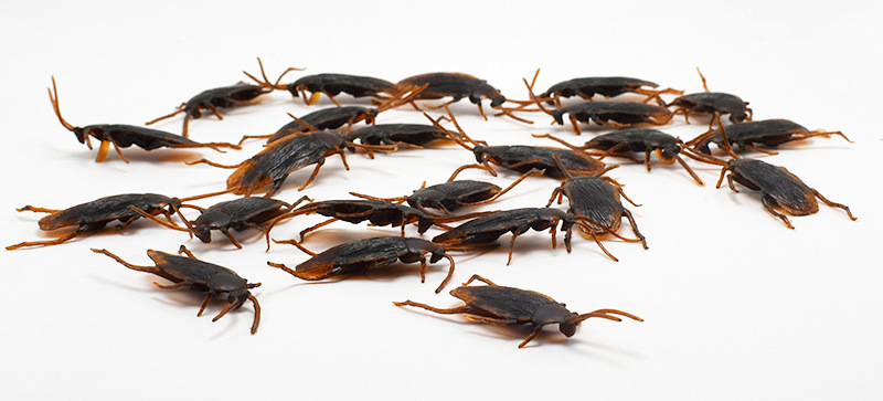 April Fool's Day Simulation Cockroach Xiaoqiang Trick Funny Disgusting Scary Toy Prank Props from AliExpress April Fool's Day Simulation Cockroach Xiaoqiang Trick Funny Disgusting Scary Toy Prank Props from AliExpress