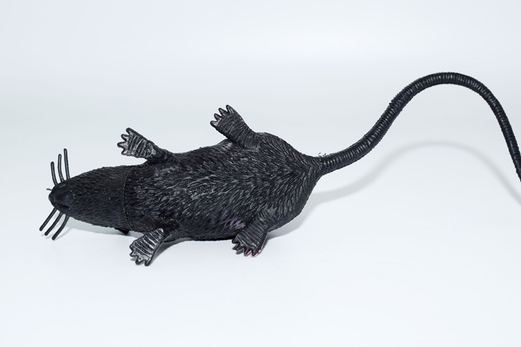 prank Toy New Exotic 22cmpvc Simulation Little Mouse Whole Toy Prank Toy Foreign Trade Hot Sale New Product prank Toy New Exotic 22cmpvc Simulation Little Mouse Whole Toy Prank Toy Foreign Trade Hot Sale New Product