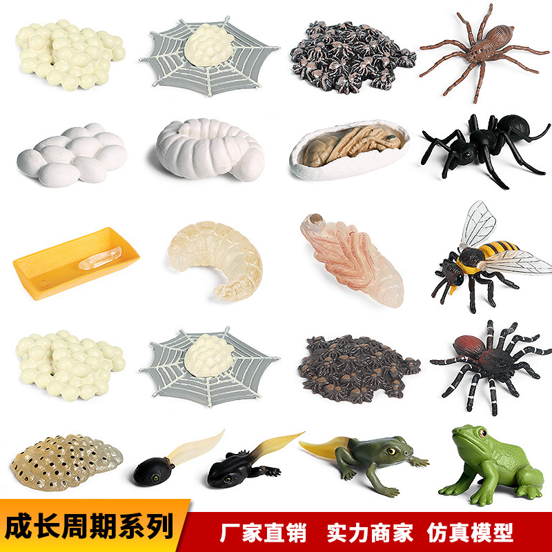 Simulation Animal Model Ornaments Children&#039;s Science and Education Growth Cycle Bee Turtle Spider Frog Butterfly Plastic Toy