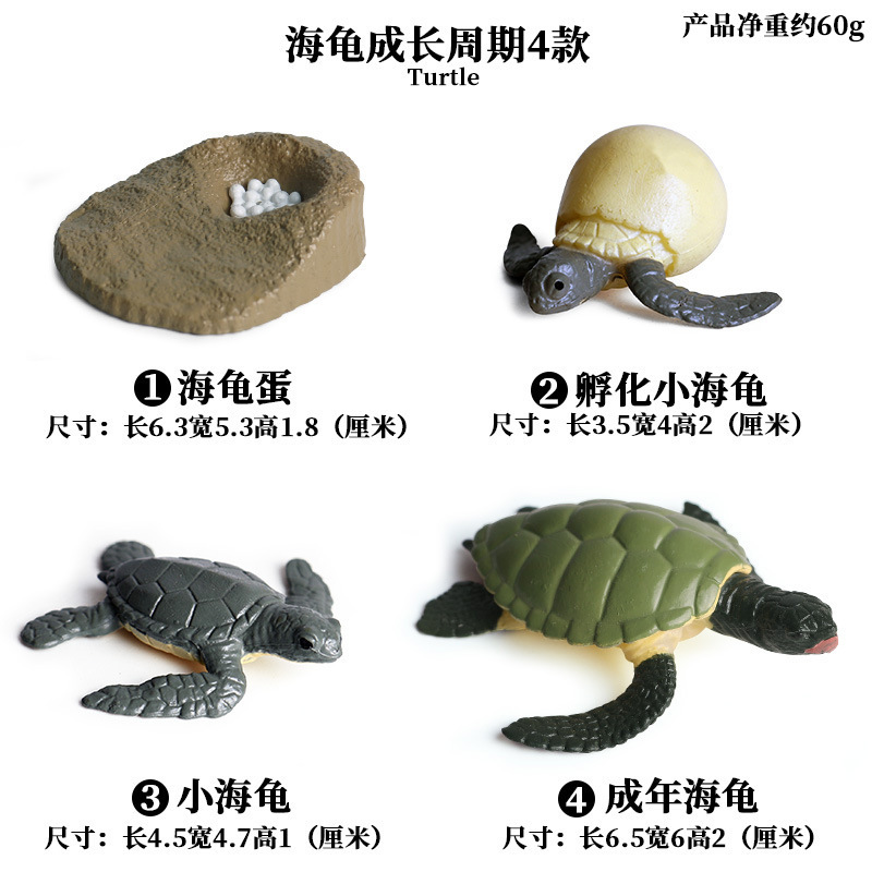 Simulation Animal Model Ornaments Children&#039;s Science and Education Growth Cycle Bee Turtle Spider Frog Butterfly Plastic Toy