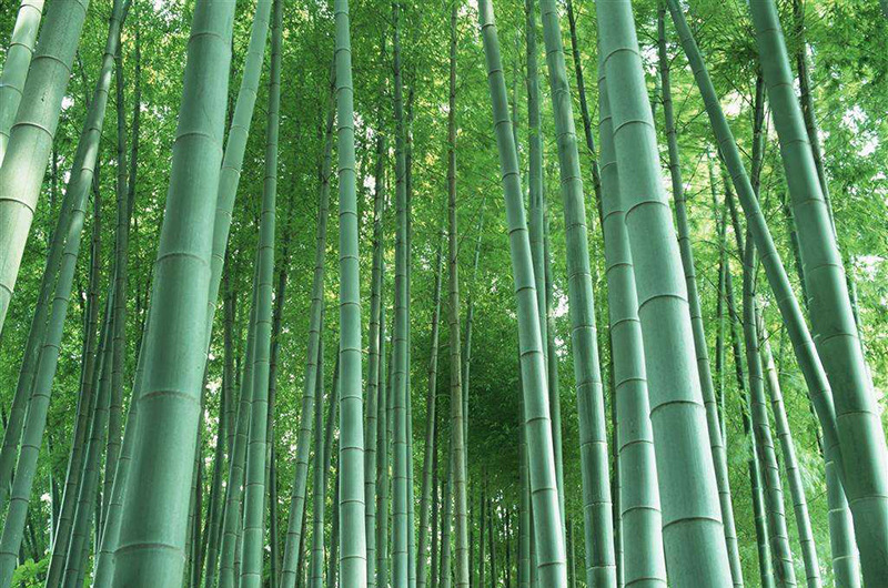 4*40 Wide round Bamboo Sticks 50 Pieces Disposable Barbecue Sticks Good Smell Stick Lamb Skewers Bamboo Barbecue Tools 4*40 Wide round Bamboo Sticks 50 Pieces Disposable Barbecue Sticks Good Smell Stick Lamb Skewers Bamboo Barbecue Tools
