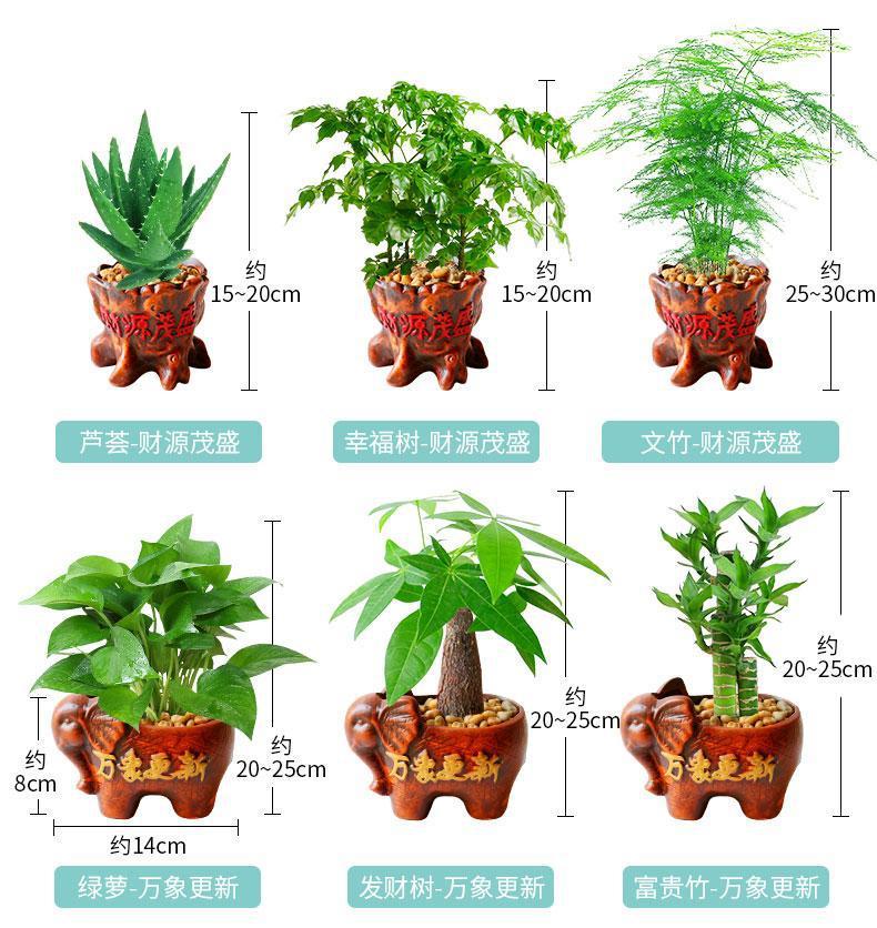 Plants Asparagus Fern Indoor Flowers Small Bonsai Office Green Plants Living Room Fortune Money Tree Potted Plants Plants Asparagus Fern Indoor Flowers Small Bonsai Office Green Plants Living Room Fortune Money Tree Potted Plants