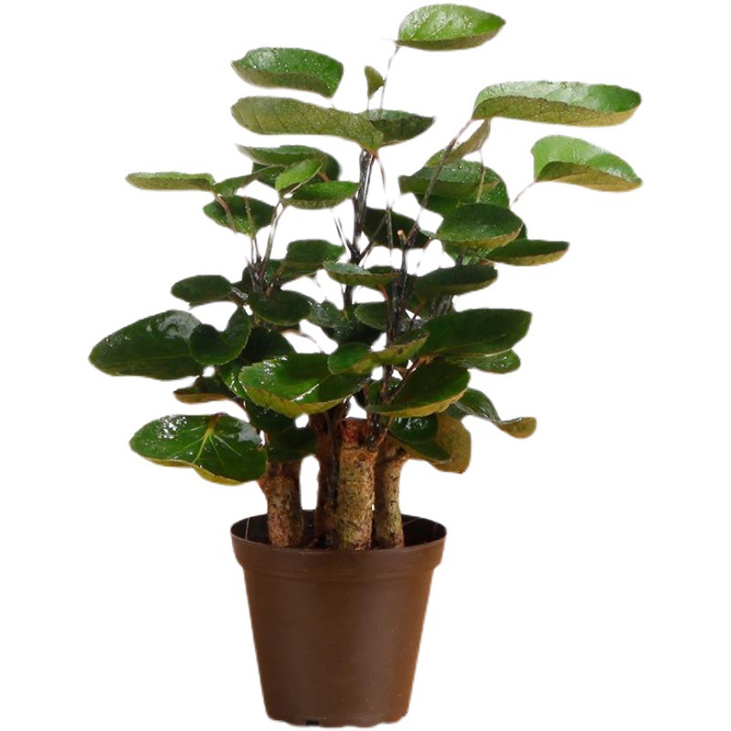 Money Pocket Potted Fu Lu round Leaf Tong Qian Tree Money Tree Pachira Macrocarpa Indoor Living Room Greenery Flower Gardening Plant