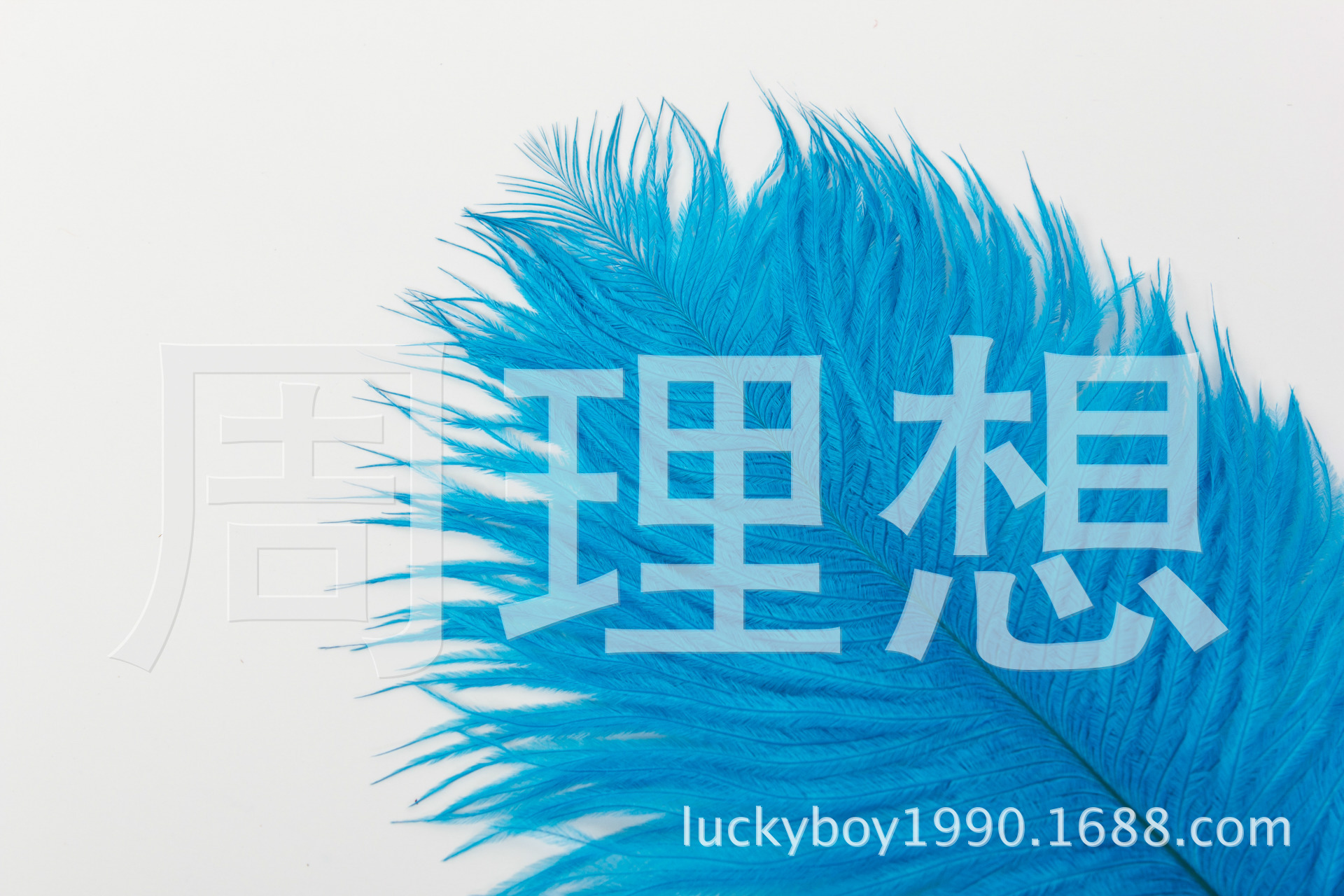 Manufacturers direct sales 25-30cm color ostrich hair wedding ostrich hair DIY accessories feathers spot