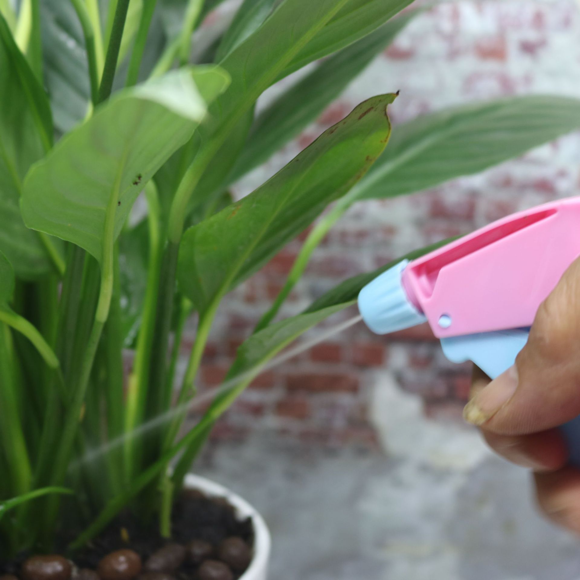 Sprinkling Can Sprinkling Can Garden Plastic Watering Can Watering Can Small Spray Bottle Sprinkling Can Sprayer Batch