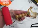 Priced supply of high-grade stone color Slingshot