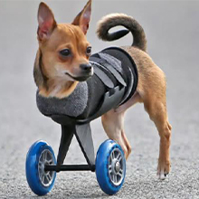 OEM Soft Non-Woven Fabric Pet Physiological Pants Dog Sanitary Napkins Pet Dog Diapers Security Underwear OEM Soft Non-Woven Fabric Pet Physiological Pants Dog Sanitary Napkins Pet Dog Diapers Security Underwear