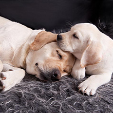 OEM Soft Non-Woven Fabric Pet Physiological Pants Dog Sanitary Napkins Pet Dog Diapers Security Underwear OEM Soft Non-Woven Fabric Pet Physiological Pants Dog Sanitary Napkins Pet Dog Diapers Security Underwear