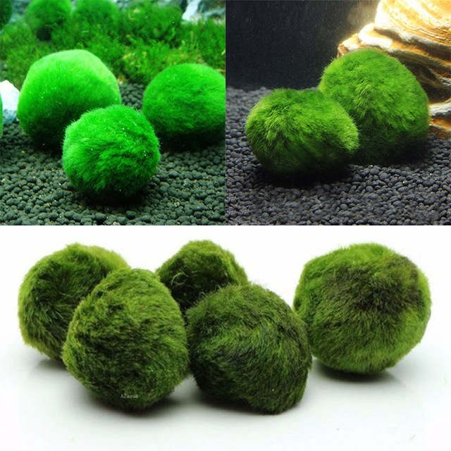 Algae Ball Ornamental Real Aquatic Plants Live Fish Tank Aquarium Landscaping Decoration Small Seaweed Ball Batch 34cm Algae Ball Ornamental Real Aquatic Plants Live Fish Tank Aquarium Landscaping Decoration Small Seaweed Ball Batch 34cm