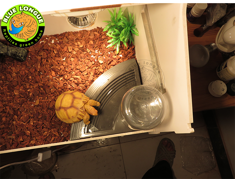 Crawler Drink Fountain Tortoise Green Iguana Leopard Basin Water Dispenser Reptile Tank Landscape Suka Red Leg Leopard