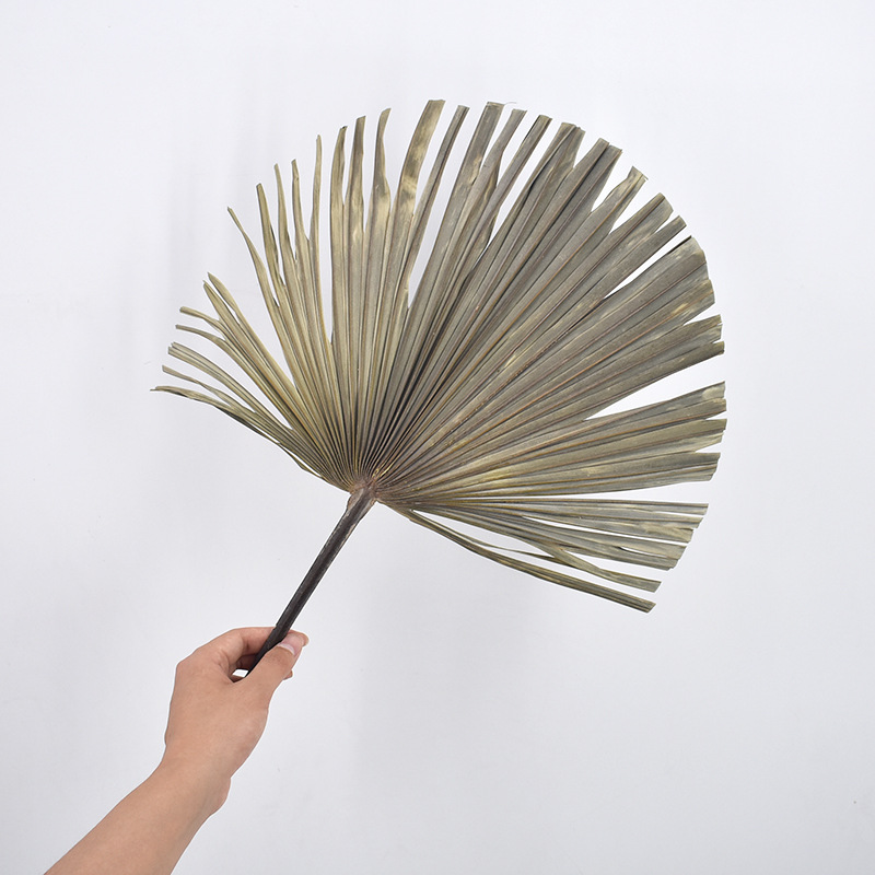 PalmLeaf Fan Leaf Big Dried Flower Palm Leaf Window Wine Party Art Wall Hanging Decoration Wedding Wedding Arch Layout