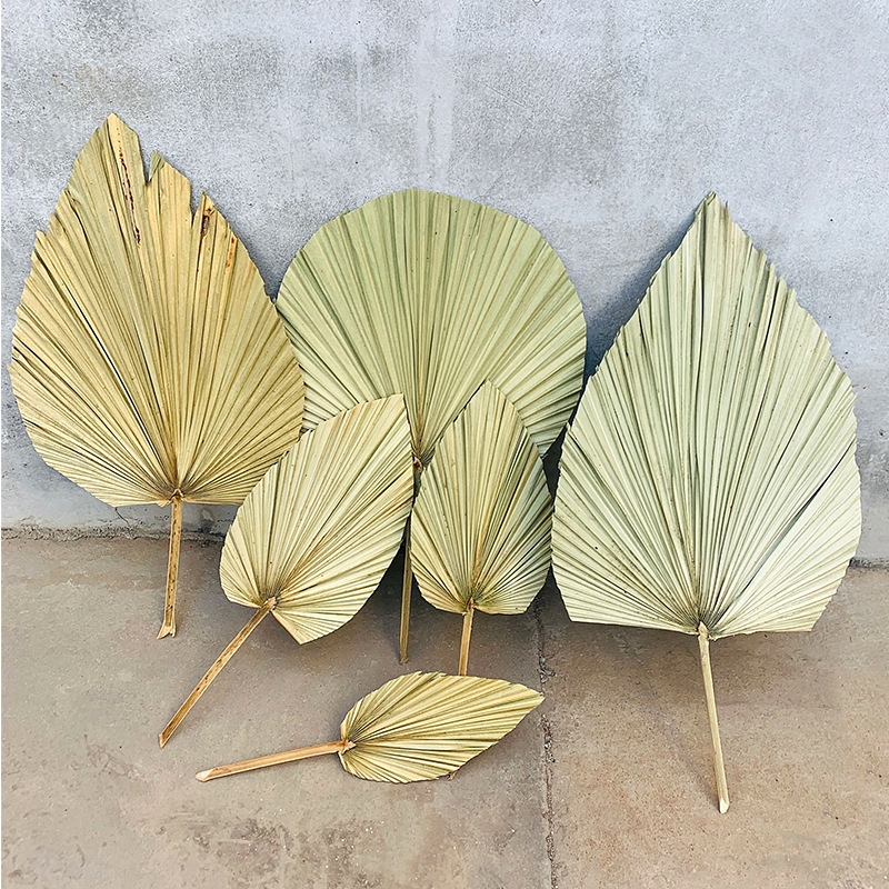PalmLeaf Fan Leaf Big Dried Flower Palm Leaf Window Wine Party Art Wall Hanging Decoration Wedding Wedding Arch Layout
