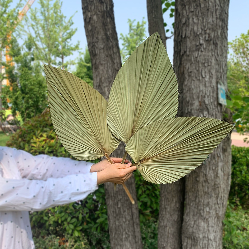 PalmLeaf Fan Leaf Big Dried Flower Palm Leaf Window Wine Party Art Wall Hanging Decoration Wedding Wedding Arch Layout