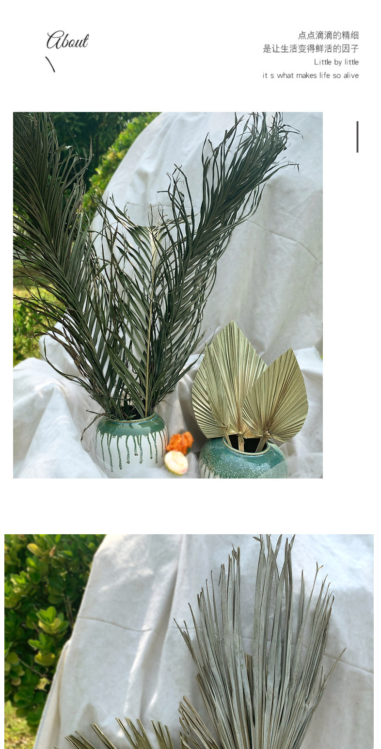PalmLeaf Fan Leaf Big Dried Flower Palm Leaf Window Wine Party Art Wall Hanging Decoration Wedding Wedding Arch Layout