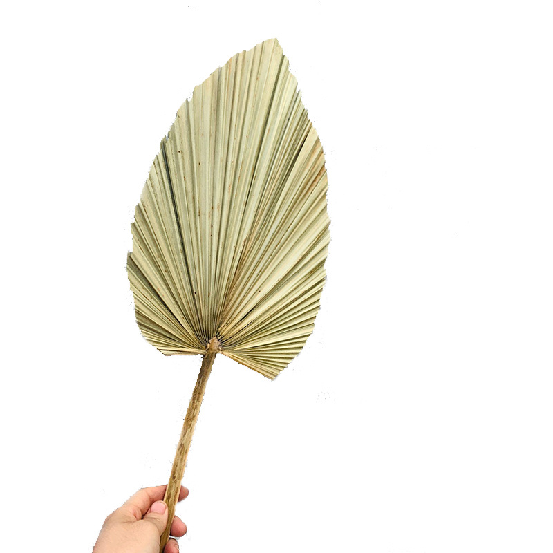 PalmLeaf Fan Leaf Big Dried Flower Palm Leaf Window Wine Party Art Wall Hanging Decoration Wedding Wedding Arch Layout