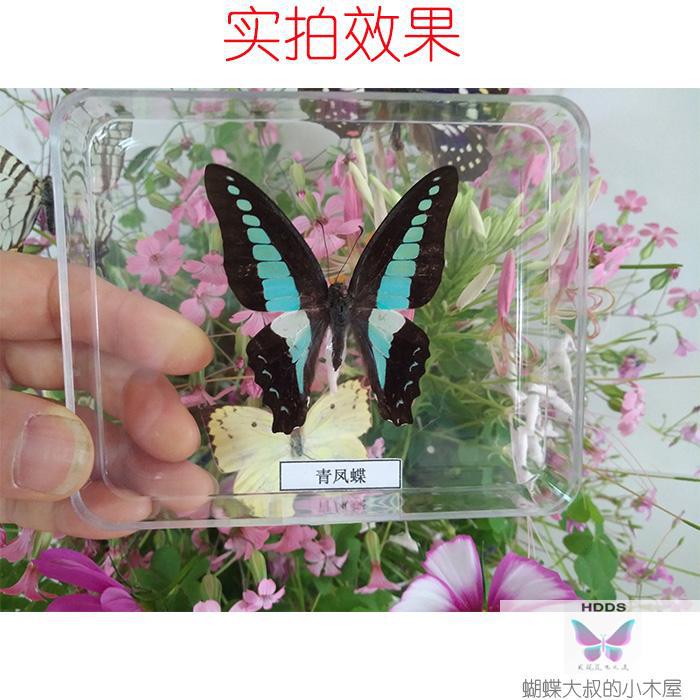 Butterfly Specimens Real Butterfly Specimens Insect Specimen Transparent Boxed Wings Imported arts and crafts
