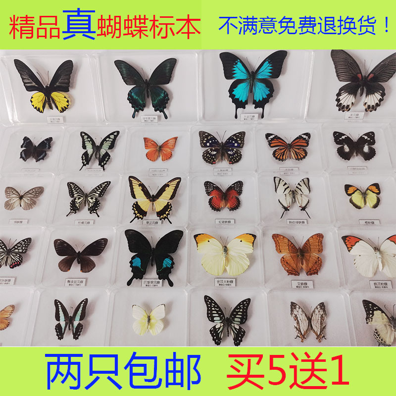 Butterfly Specimens Real Butterfly Specimens Insect Specimen Transparent Boxed Wings Imported arts and crafts