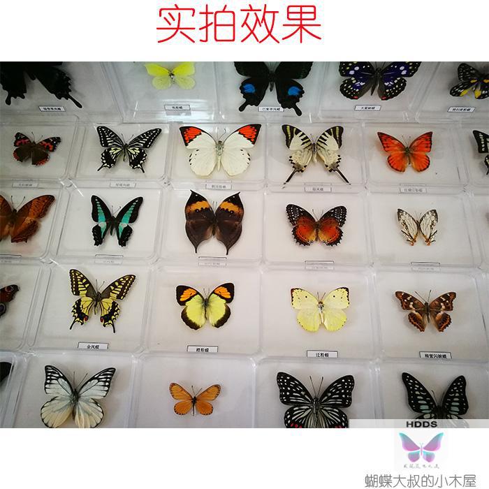 Butterfly Specimens Real Butterfly Specimens Insect Specimen Transparent Boxed Wings Imported arts and crafts
